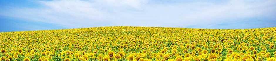 Campo eco