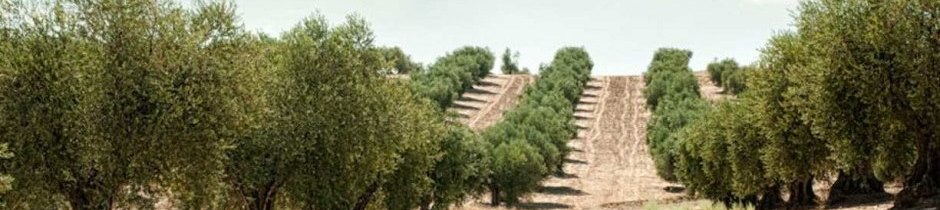 Campo eco